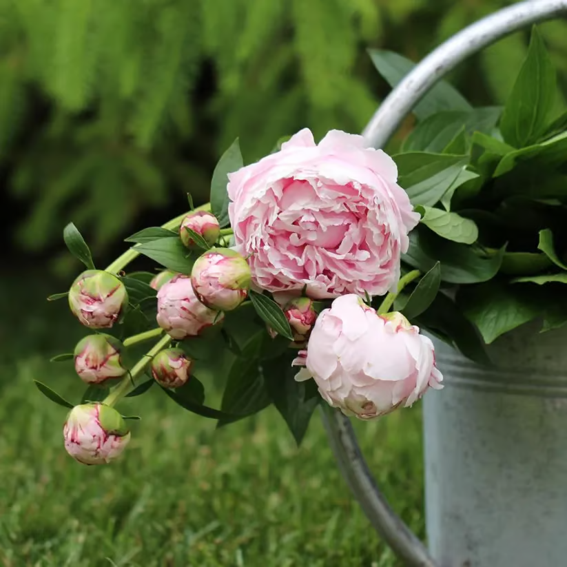 🌺 The Queen of Flowers—Double Petaled Piani
