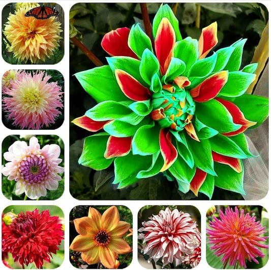 Dahlia Double Mix Rainbow Colour Decorate Your Garden