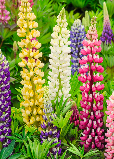🌺Lupine Flower Seeds - Mother Flower