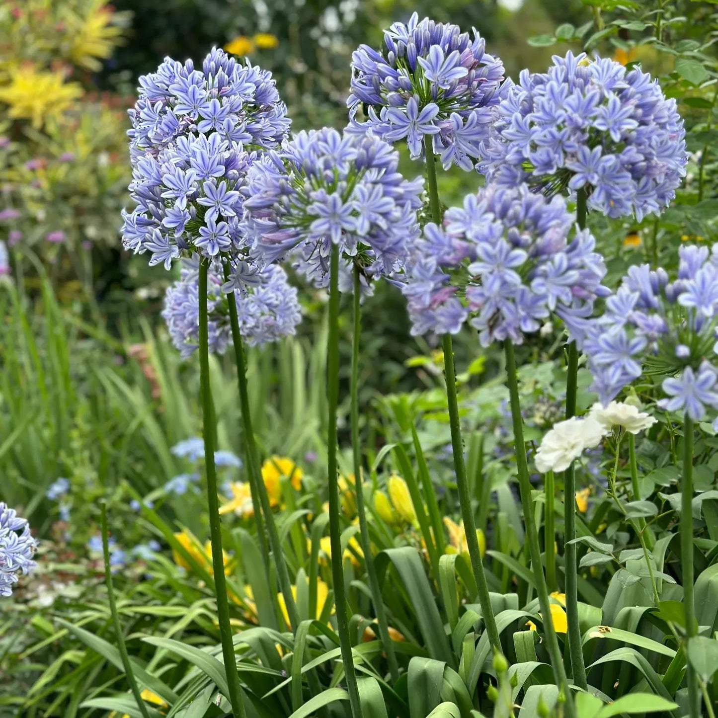 Agapanthus africanus 'Blue'