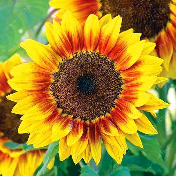 40pcs Dwarf Sunflower Seeds Rare Flower Seeds