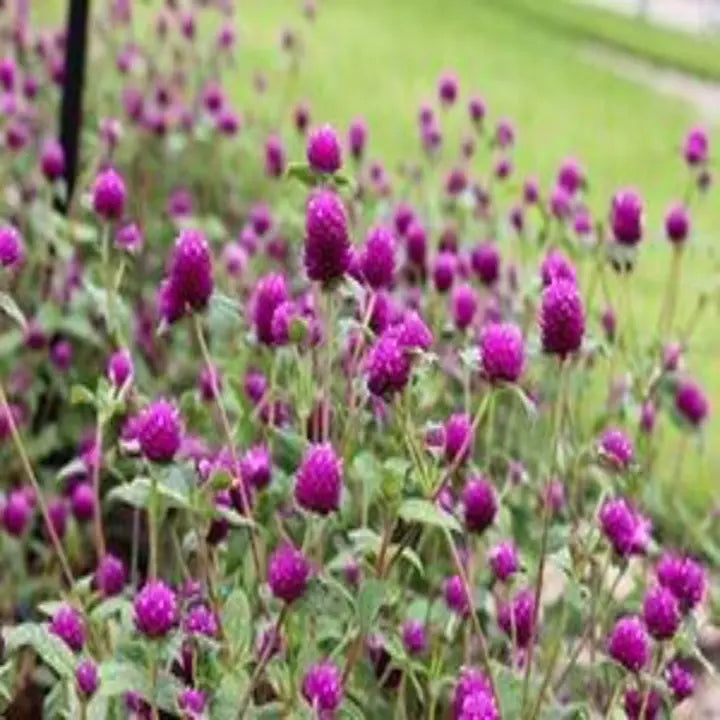 Purple Globe Amaranth Seeds, Gomphrena
