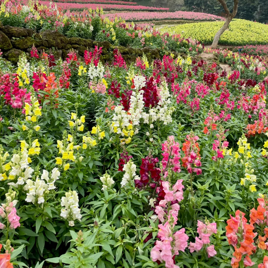 💐Double Snapdragon Mixed Color Seeds