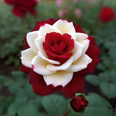 Collection image for: Rose