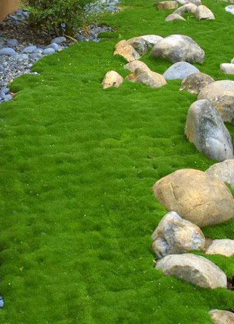 🌳Irish Moss Pearl Grass Seeds for Garden Yard Lawn