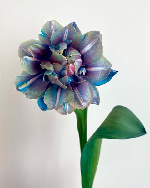 Tulipany Double Bubble
