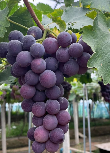 Kyoho Grape Seeds