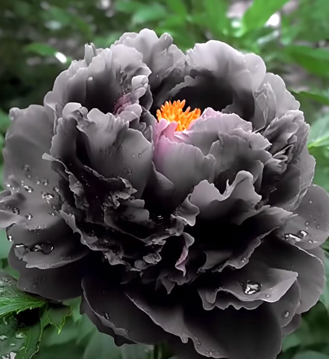 Multicolor Peony Seeds