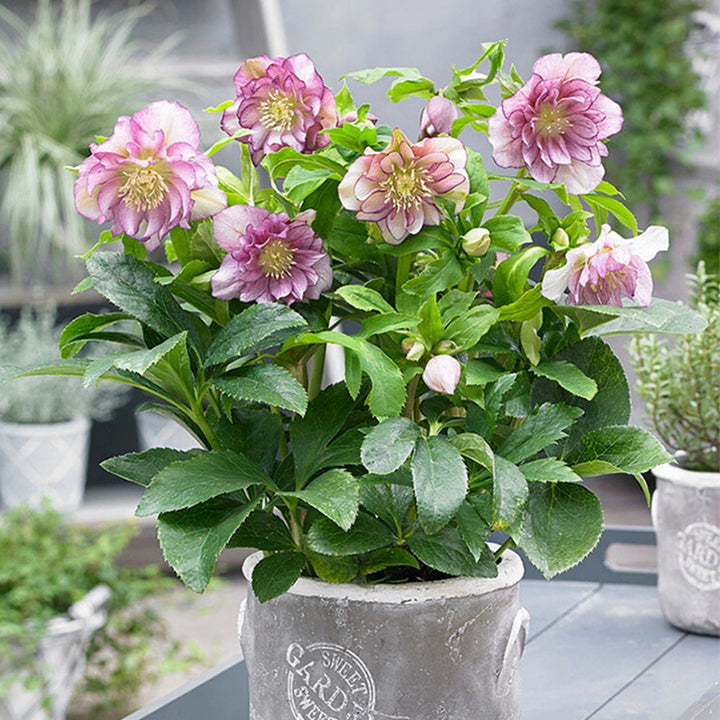 Honeymoon Hellebore, Christmas Rose