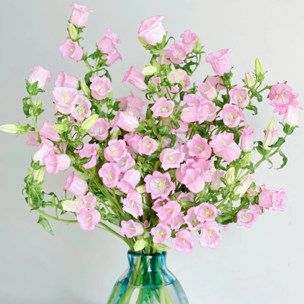 🔔Bellflower Seeds—Lucky Flower