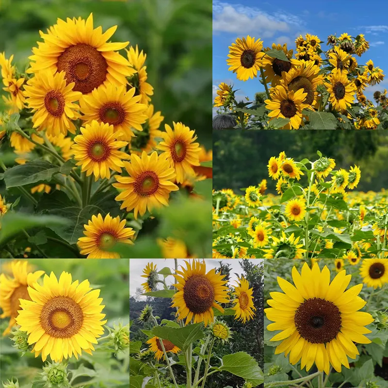 🌺Last Day Sale--60% Off💐 Sunflower Seeds🌻Sunshine