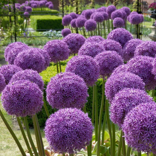 Giant Allium Giganteum Ornamental Onion Flower