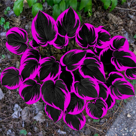 800 PCS Rare Hosta Seeds – Beautiful Shade-Tolerant Perennials for Garden Borders & Walkways