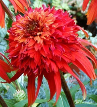 Echinacea 'Hot Papaya' Flower Rare Heirloom Fire Red Coneflower 50pcs/pack