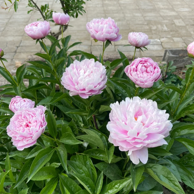 🌺Chinese Peony Flower Seeds—Mixed Color Plants—Home Garden Flower Seeds