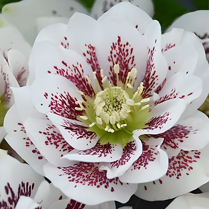 Honeymoon Hellebore, Christmas Rose