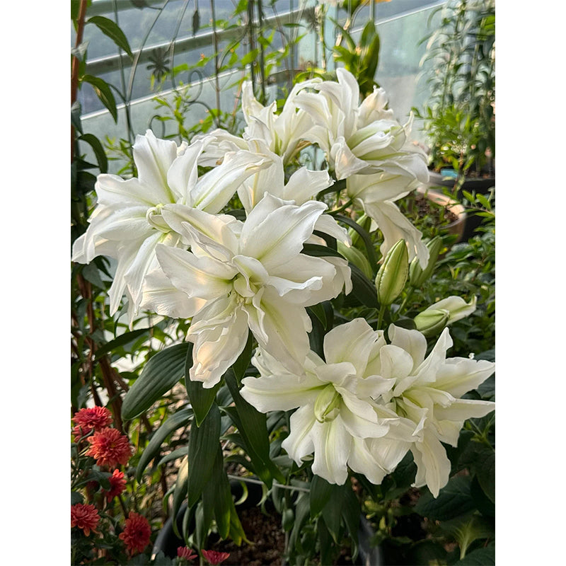Lily Bulbs