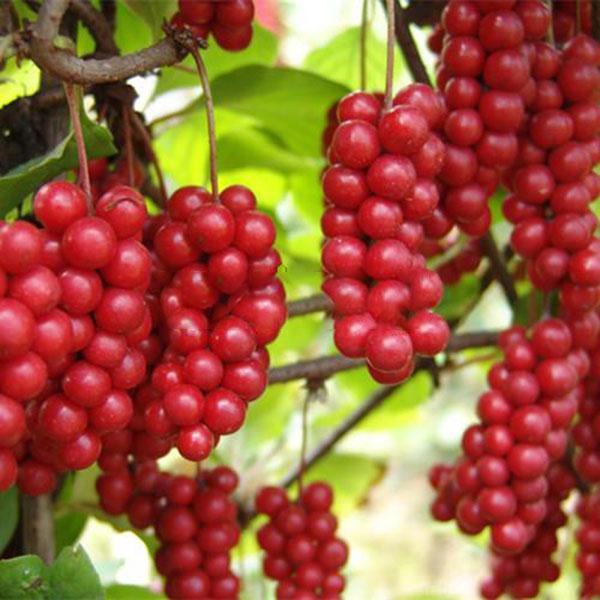 Egrow 50Pcs（100Pcs）/Pack Schisandra Seeds Chinese Magnolia Vine Edible Garden Fruit Tree Seed DIY Plants