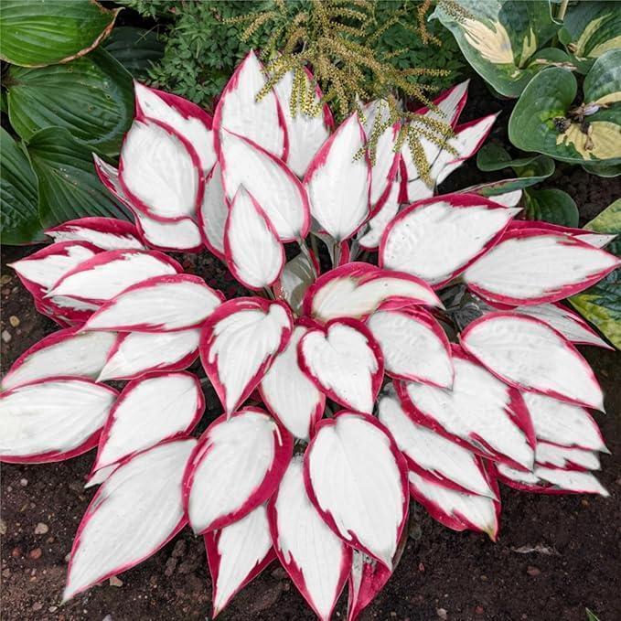 800pcs Red White Hosta Seeds Low Maintenance Hosta Plant Seeds for Planting Perennial Seeds Indoor Outdoor