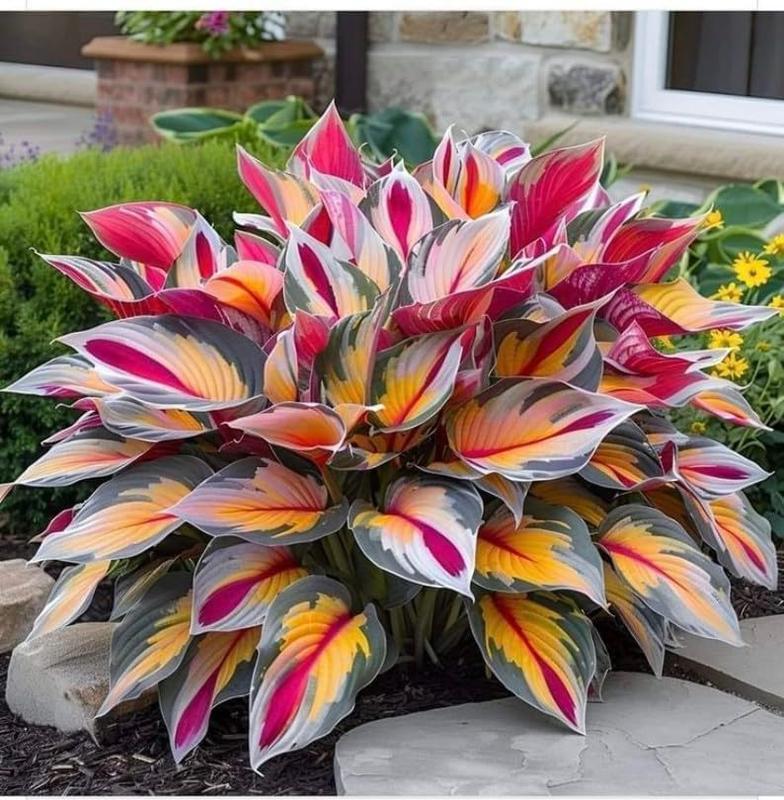 800+pcs Mixed Color Hosta Seeds – Shade-Loving Perennials with Stunning Foliage, Easy to Grow, Low Maintenance, Perfect for Pots & Garden Beds