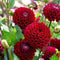 Dahlia