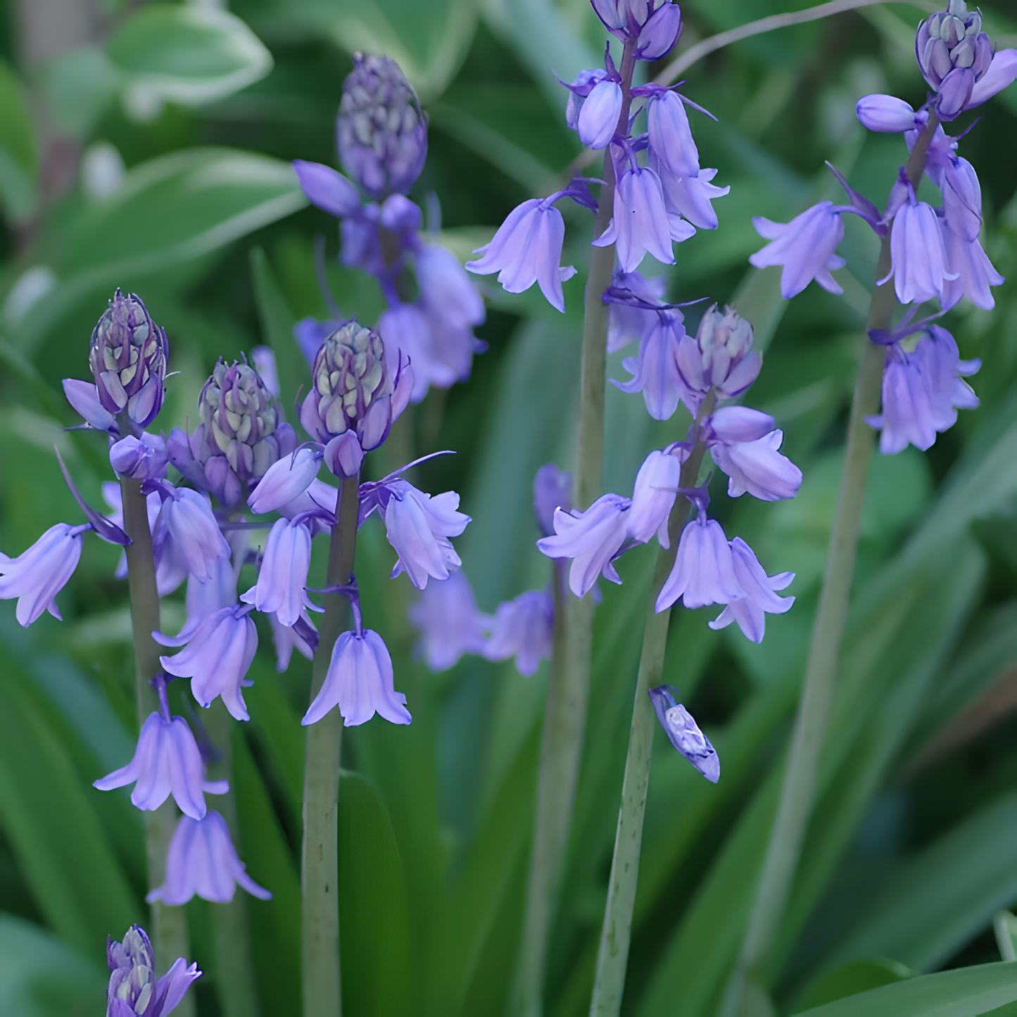 🧚‍♂️🔔Bluebells – The Fairies' Lucky Bells