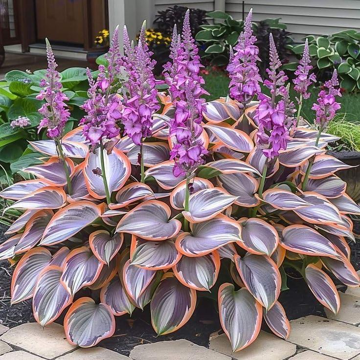 800+pcs Mixed Color Hosta Seeds – Shade-Loving Perennials with Stunning Foliage, Easy to Grow, Low Maintenance, Perfect for Pots & Garden Beds