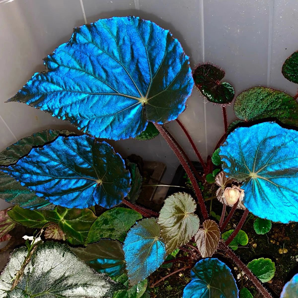 Peacock Begonia - blue begonia