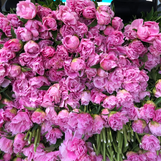 🌺Chinese Peony Flower Seeds—Mixed Color Plants—Home Garden Flower Seeds