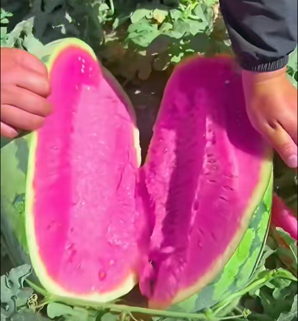 Pink Mist Watermelon Seeds🍉✨
