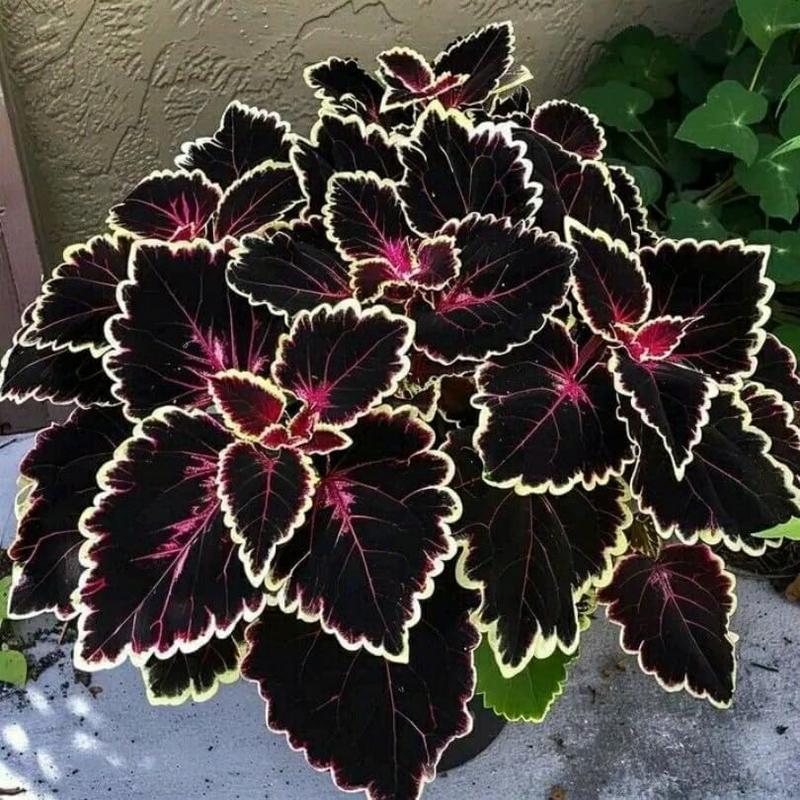 800+pcs Mixed Color Hosta Seeds – Shade-Loving Perennials with Stunning Foliage, Easy to Grow, Low Maintenance, Perfect for Pots & Garden Beds