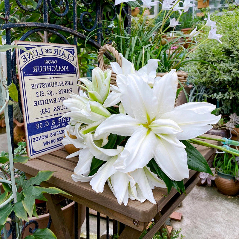 Lily Bulbs