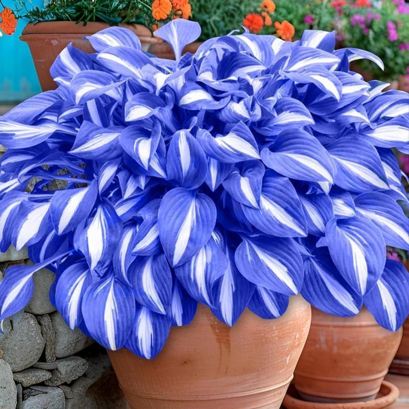 800+pcs Mixed Color Hosta Seeds – Shade-Loving Perennials with Stunning Foliage, Easy to Grow, Low Maintenance, Perfect for Pots & Garden Beds