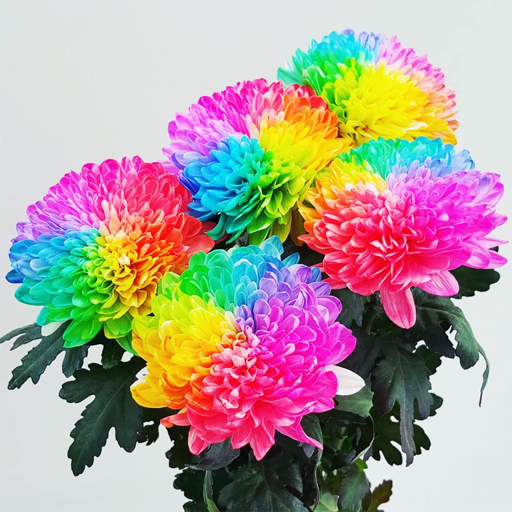 Rare Rainbow Chrysanthemum  Garden Mums Seeds