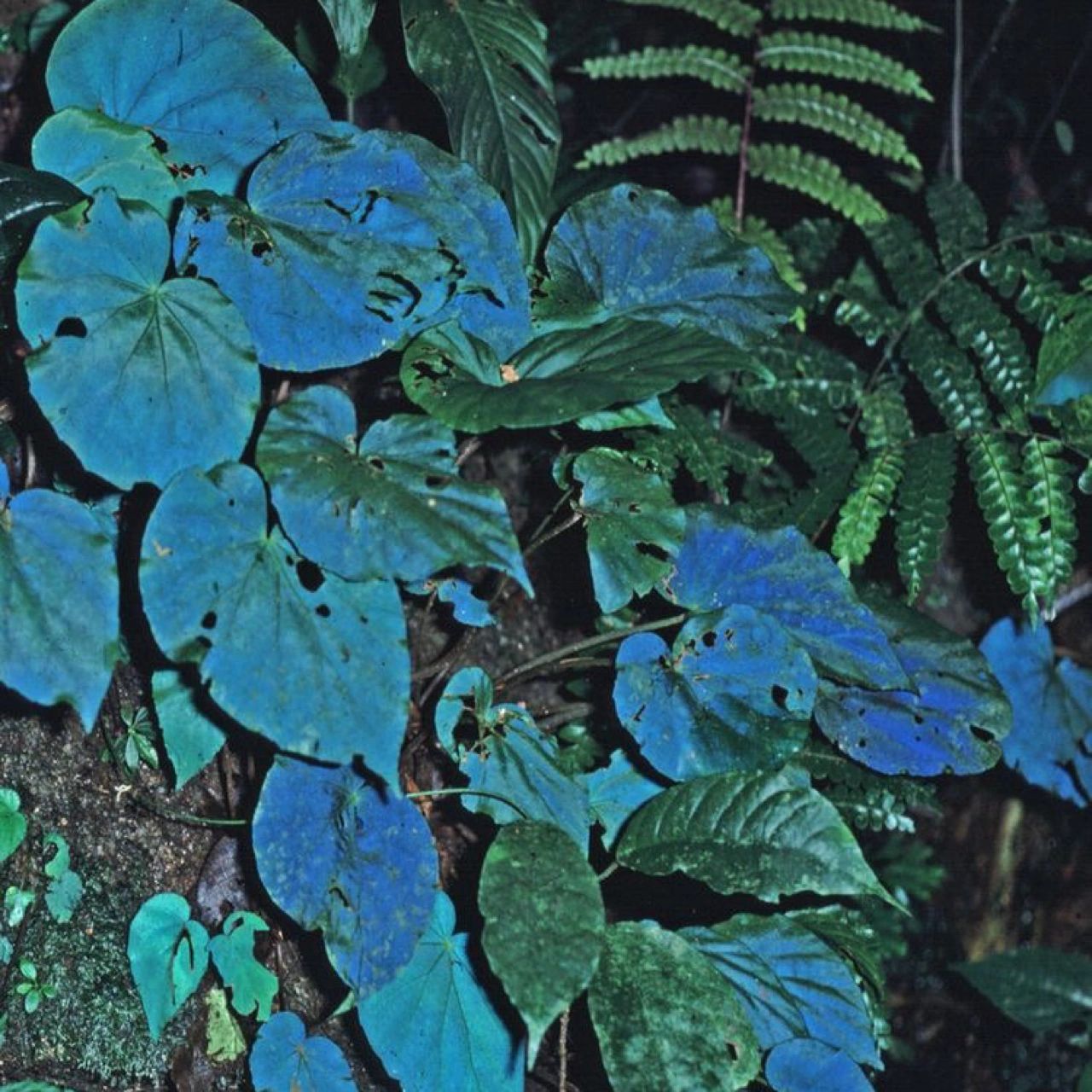 Peacock Begonia - blue begonia