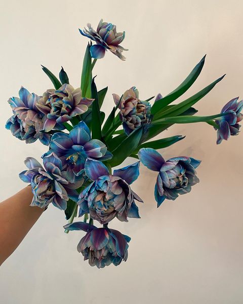 Tulipany Double Bubble