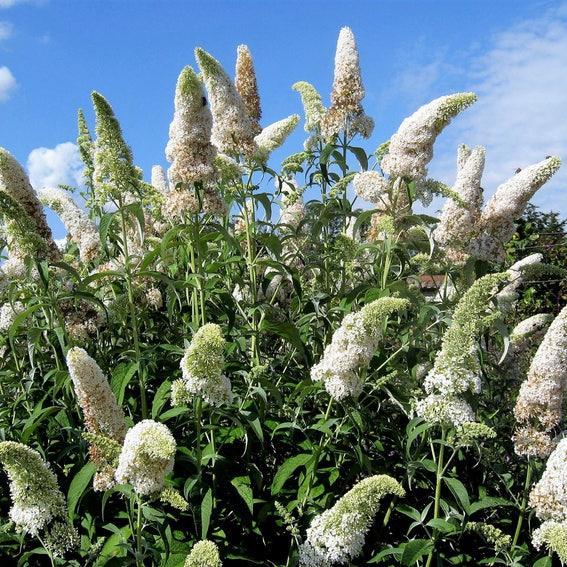 MIXED Colors BUTTERFLY BUSH Buddleia Davidii Flower Shrub Seeds