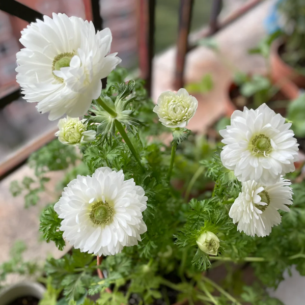 🌸Double Anemone Seeds