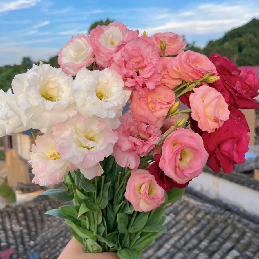 🌺Lisianthus – Sincere Love