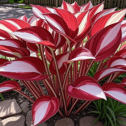 800 PCS Mixed Color Hosta Seeds, Easy to Grow Perennial, Shade-Tolerant, Low Maintenance, Ideal for Borders & Shady Gardens