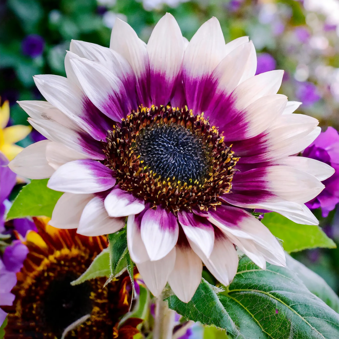 🌺Last Day Sale--60% Off💐 Sunflower Seeds🌻Sunshine