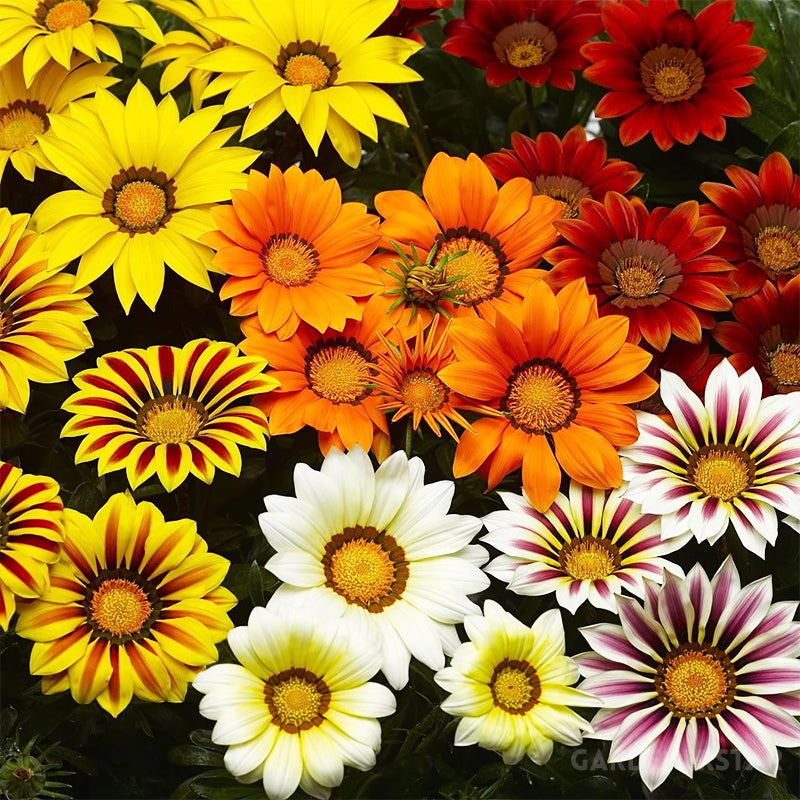 Medal Chrysanthemum Seeds - Flower of Glory