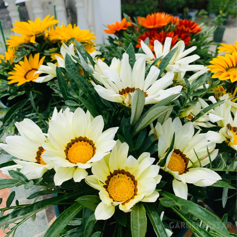 Medal Chrysanthemum Seeds - Flower of Glory