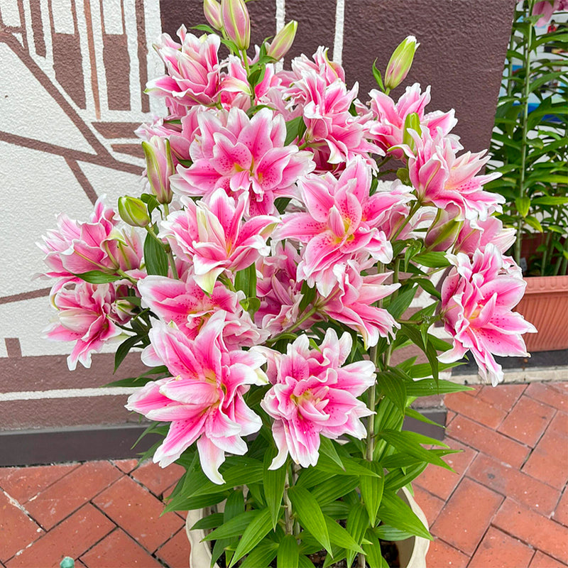 Lily Bulbs
