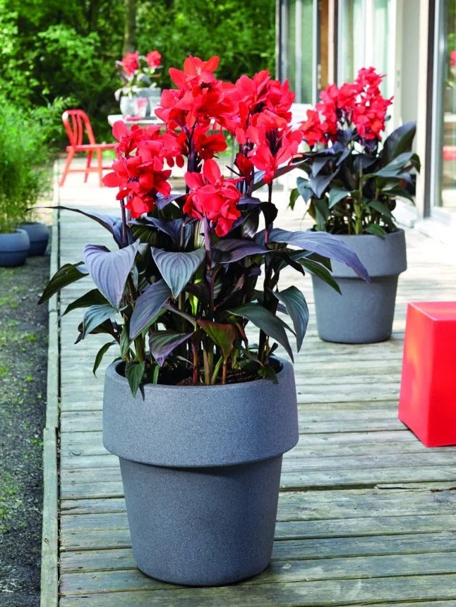 Canna Lily flower seeds, perennial, beautiful bonsai plant