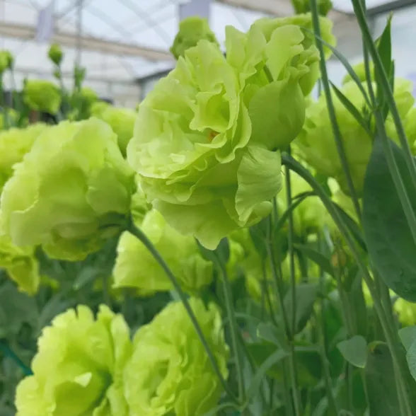 🌺Lisianthus – Sincere Love