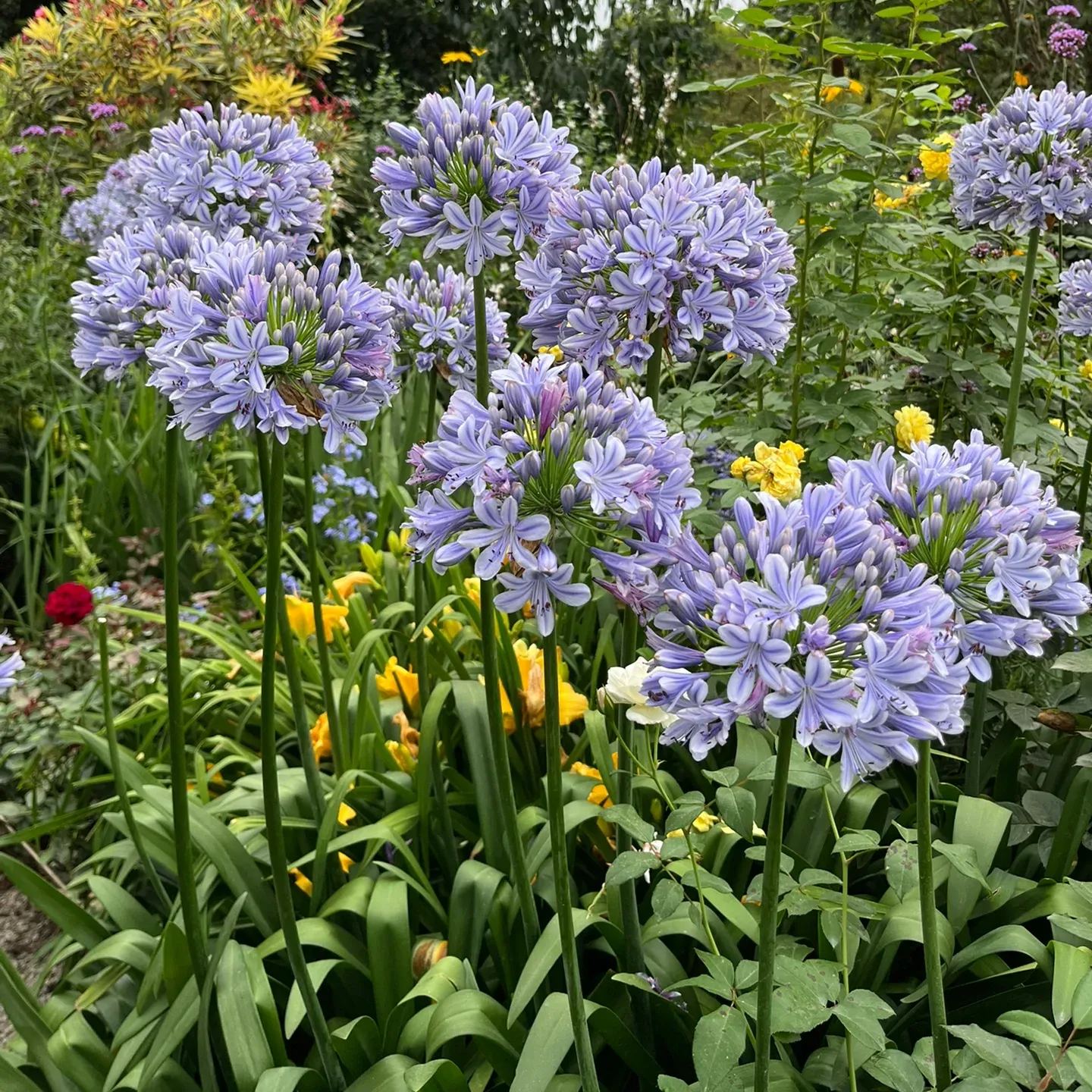 Agapanthus africanus 'Blue'