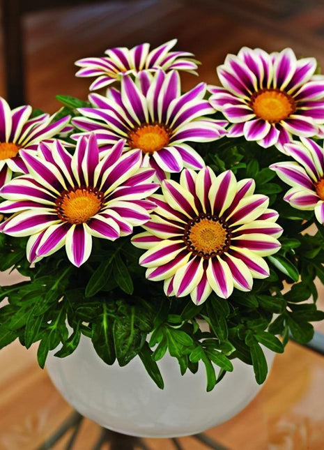 Medal Chrysanthemum Seeds - Flower of Glory