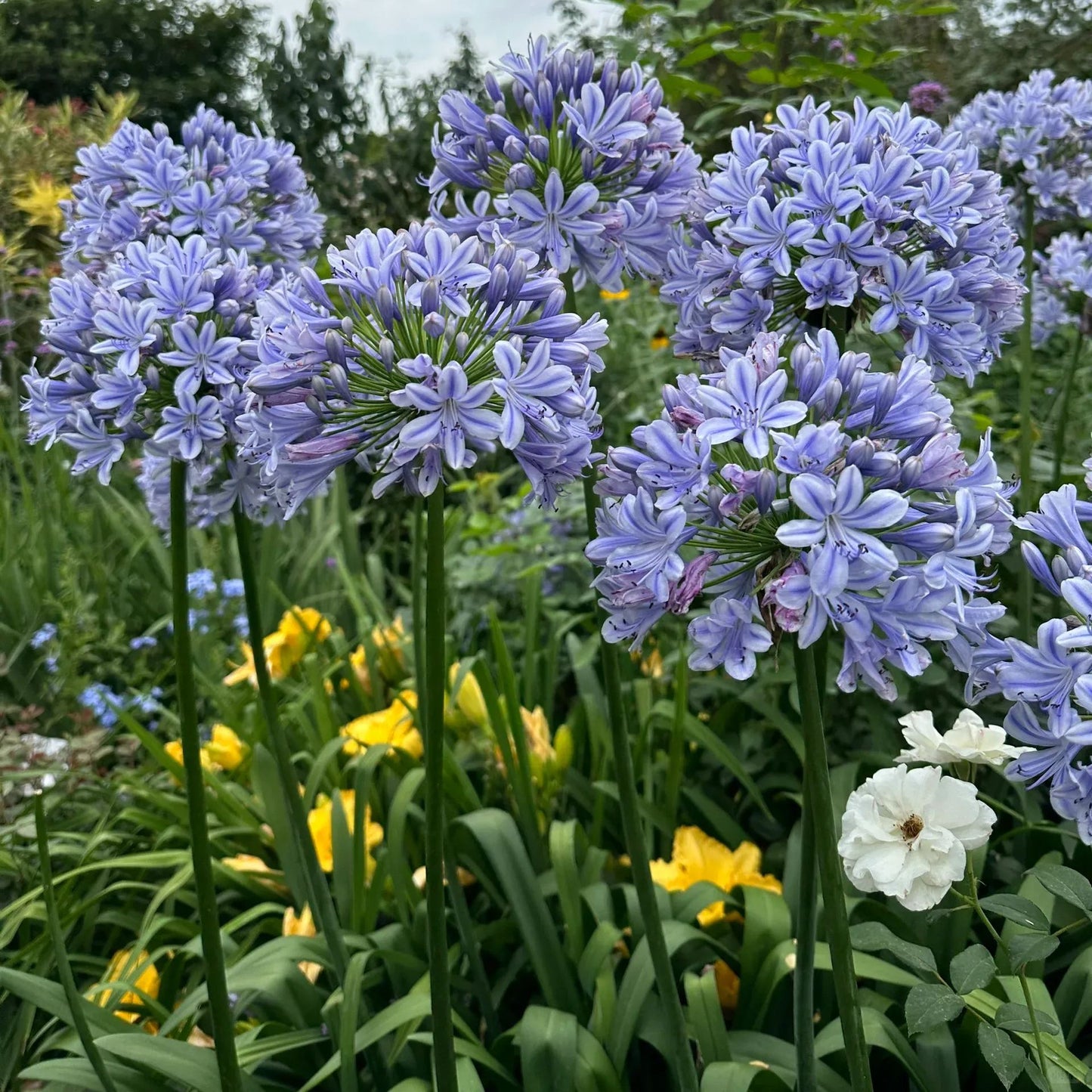 Agapanthus africanus 'Blue'