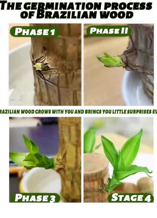 Brazilian Wood Bonsai – Potted Lucky Plant for Desktop or Gift Use